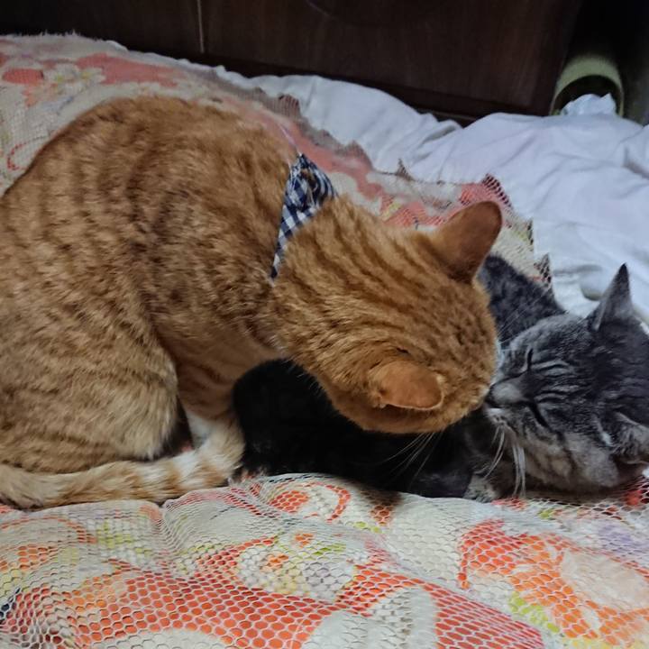 42103f2e 2470 41e8 b298 87549af3070f 1574164311521