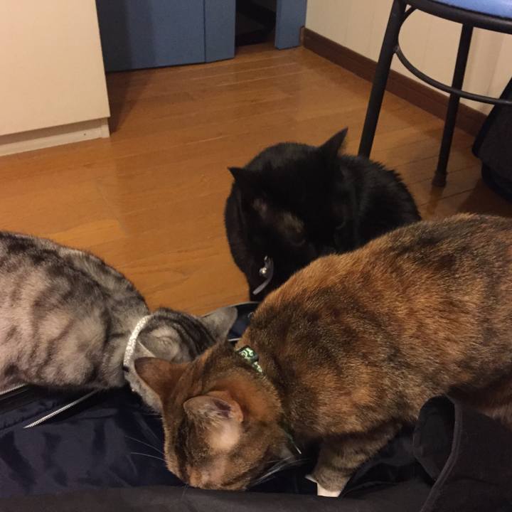 4211132e aa39 4e77 bdcc 2d2725ec3c2b 1547308019876