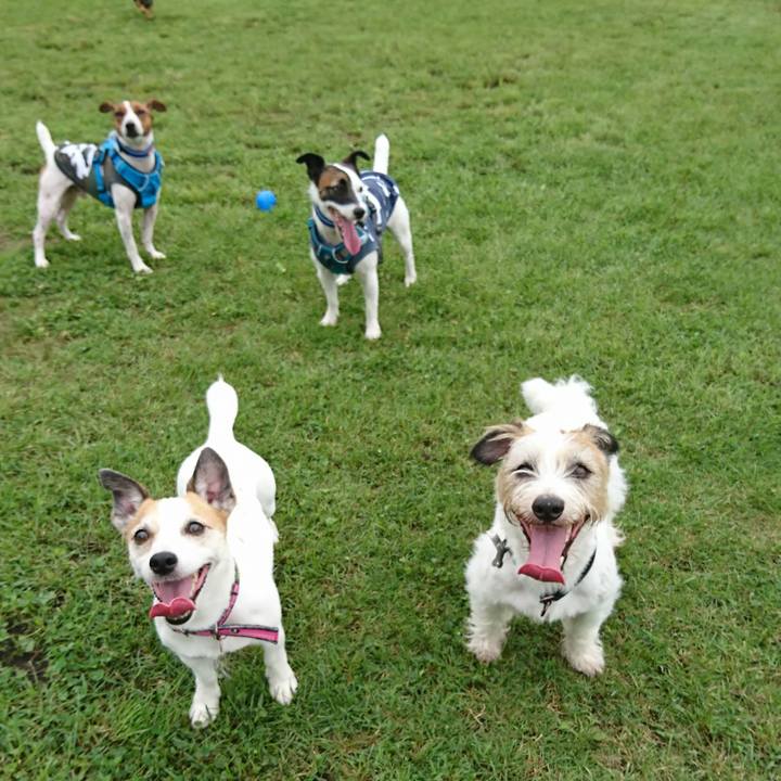 42125135 f819 4c03 b38a 2f0b3be2041b 1562383265129