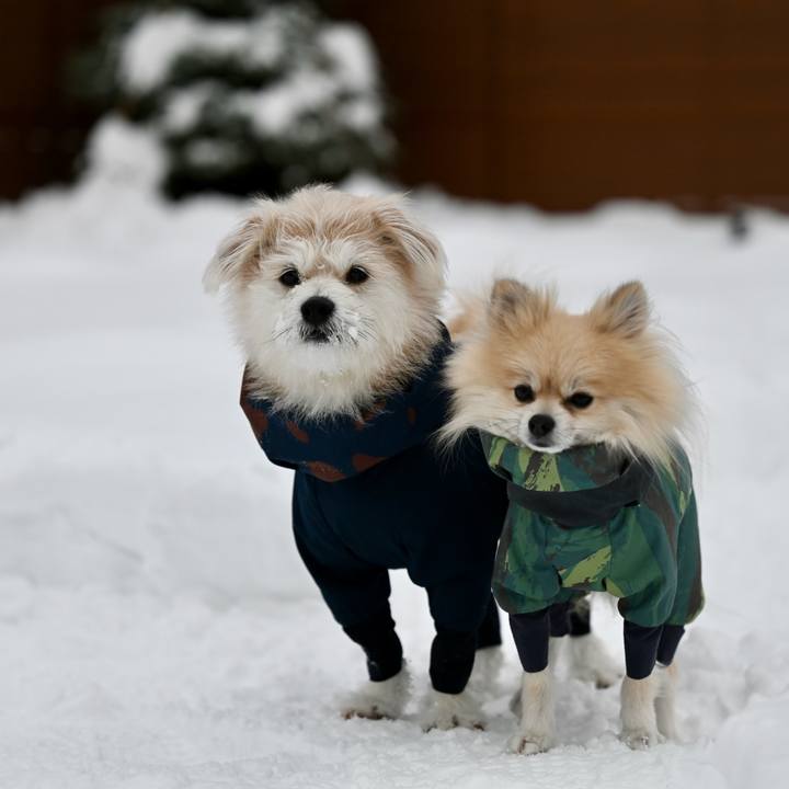 42126775 434b 4060 856b 1d3dba049985 1765666410353