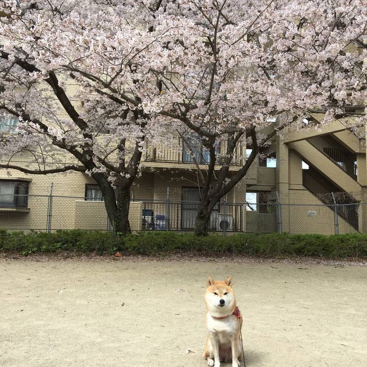 42140268 fe8f 4104 bcfb 8885745a0661 1554171147820