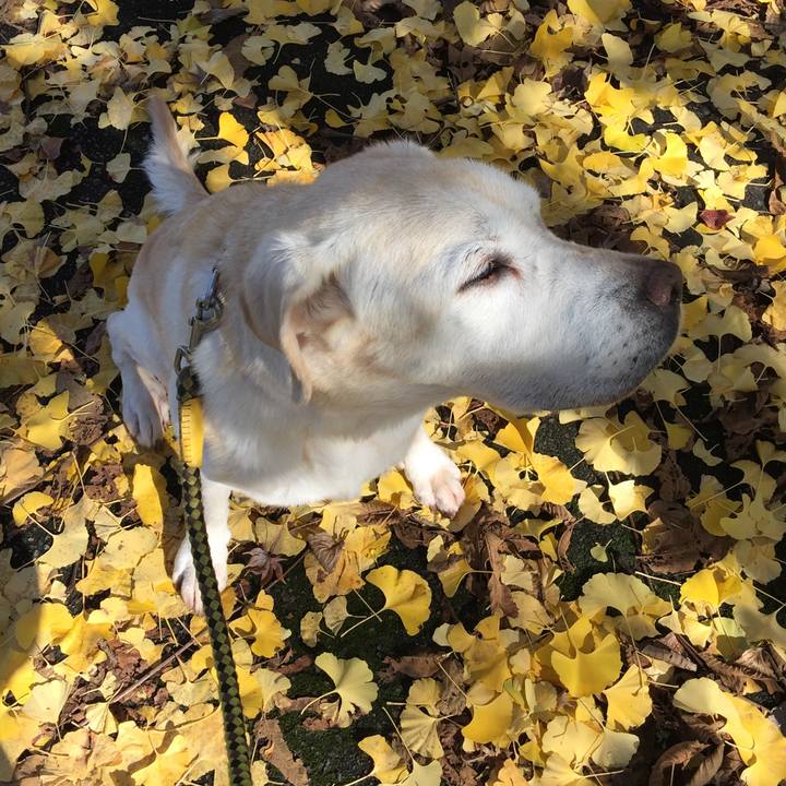 421445c3 3cf5 4dc4 a81a 7a062bc71bd2 1542513252259