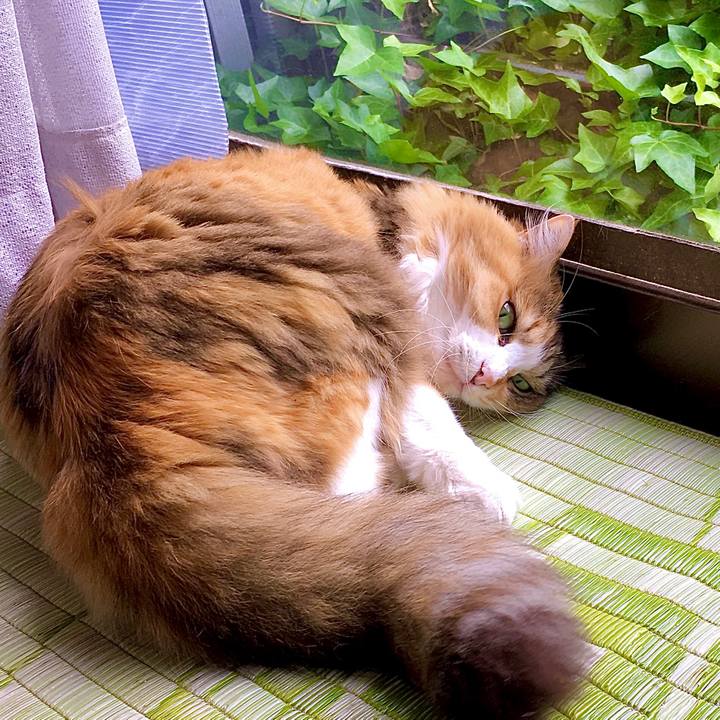 4215ec7c b591 4bd5 9a18 7c7574df49e8 1590996361382