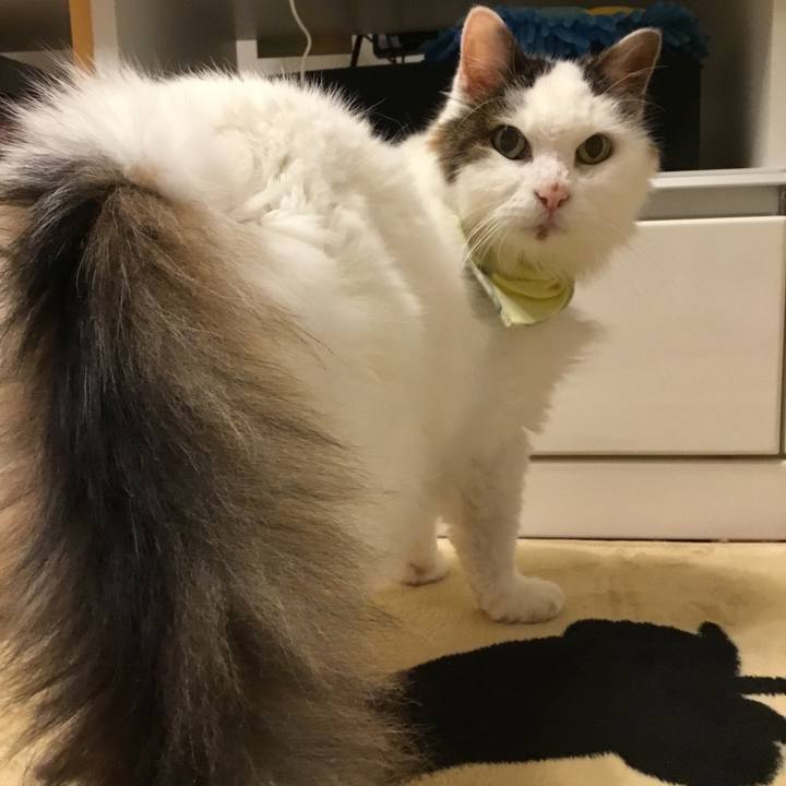 4216f6bb 13a2 4bca b2f4 52084b7977b0 1574554951590