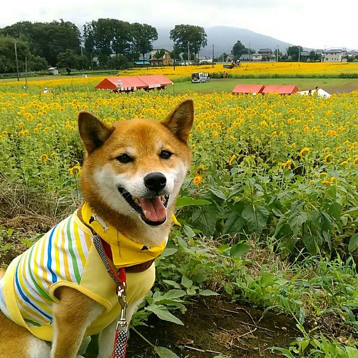 4218839c a5ea 441f 9fe4 ab4ab20a950e 1567217007330