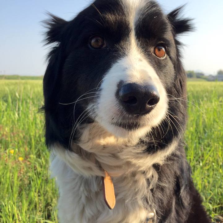 4218d2a9 7931 4992 a4ef 39aa83a80792 1524868385524