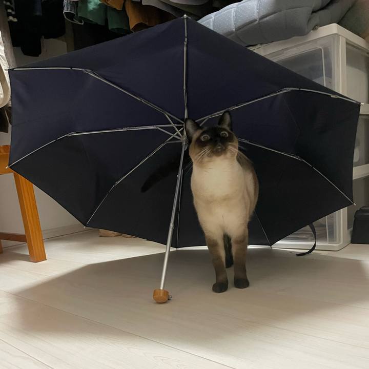 4218ebec d6ae 4fb9 8558 a1efb6aba164 1732404796925