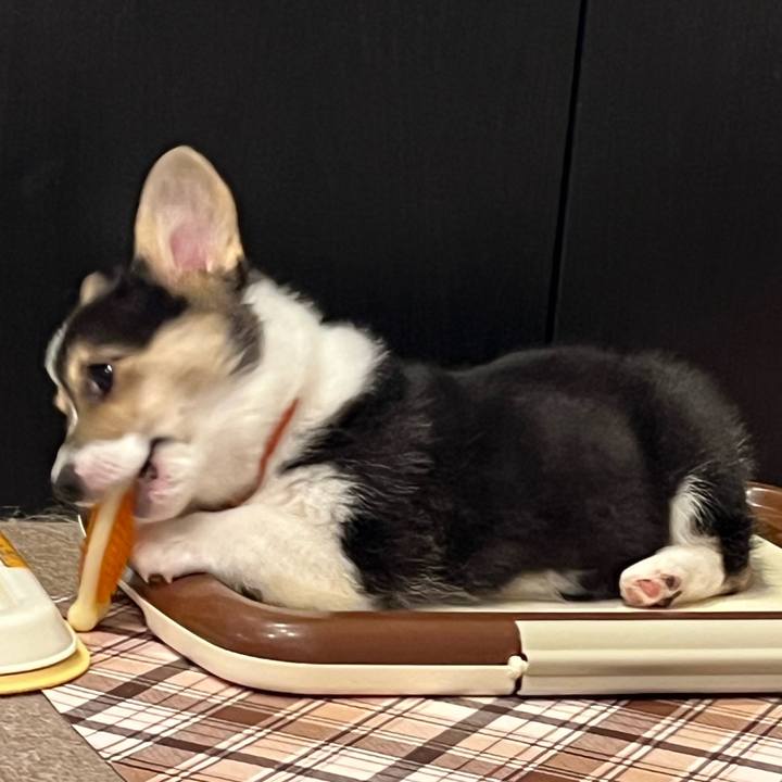 42194d67 31ab 4c2d 85a9 0962c5aa9fc2 1769175782836