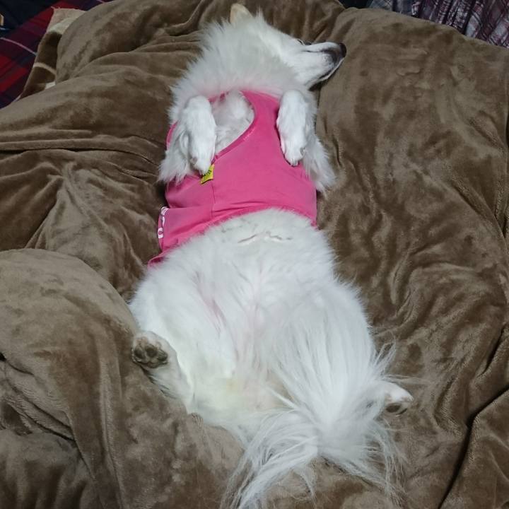 4219fcd3 6003 49ea b365 038172c1ac76 1508621985221