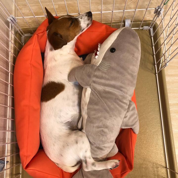 421b0bdc a62d 446c 94a5 8e4190bc5fd5 1531058155113