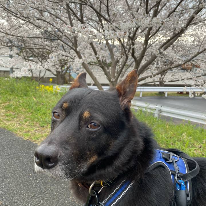 42207d81 ef5b 4233 919a 0ad037b03ba0 1766281580662