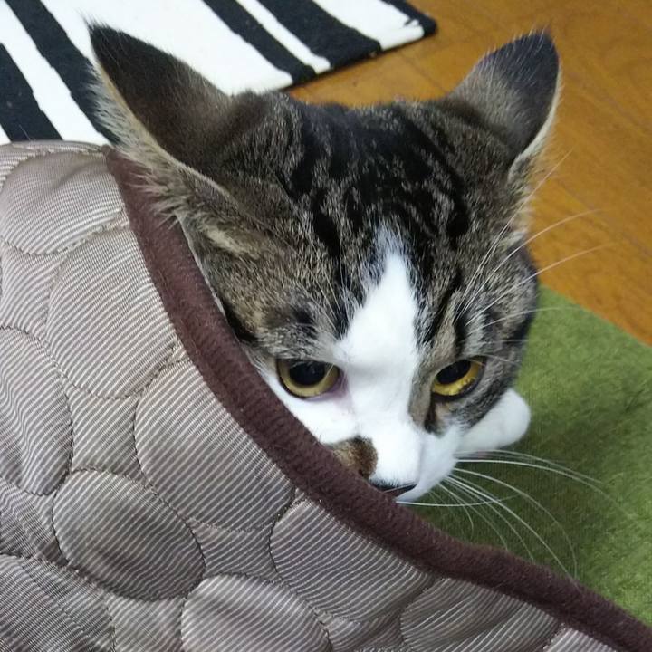 42207f8b c8cf 408d 9053 de3e4142d011 1623553074526