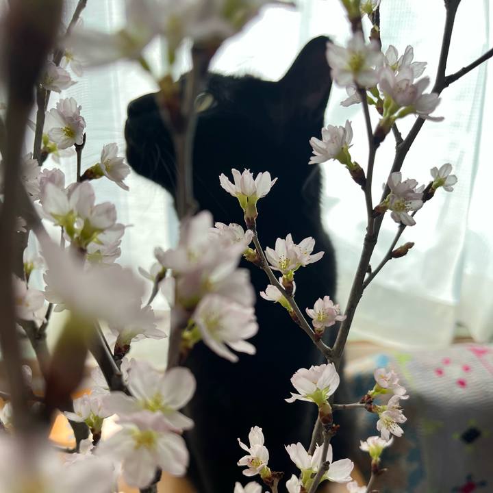 4221876d 953b 414a bcfa d6e79766ea82 1743034877980