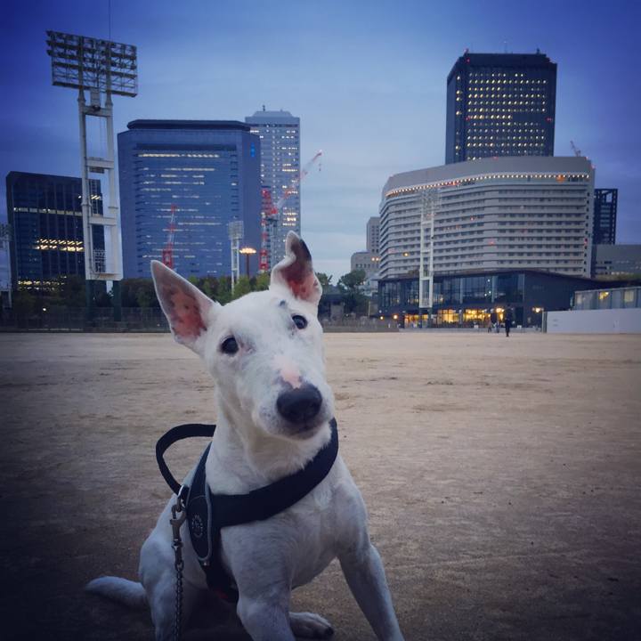 4221c5d5 bc35 439d bc9e a568c0bec6cd 1508318995948