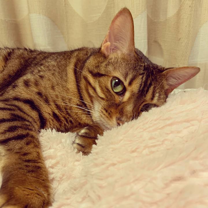 422260b3 dffa 4ccd b781 6755170b3251 1589924262846