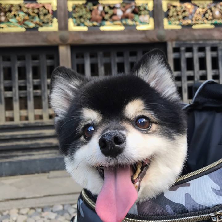 42226223 52d7 4ee5 95cc b97c20eeb480 1573643079789