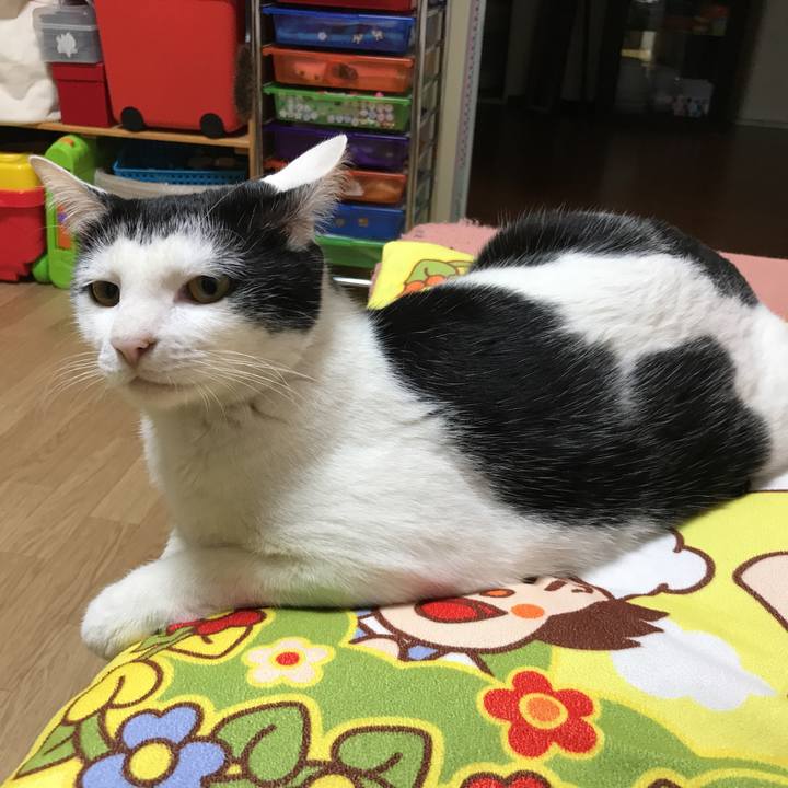 42239584 036c 4e4f b8a4 4e7ffcf5ff4c 1524745356708