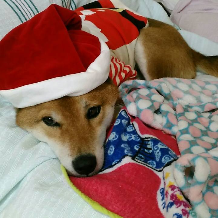 42245b38 d8fc 4a8a 8e24 40b5a3d91095 1545634342621