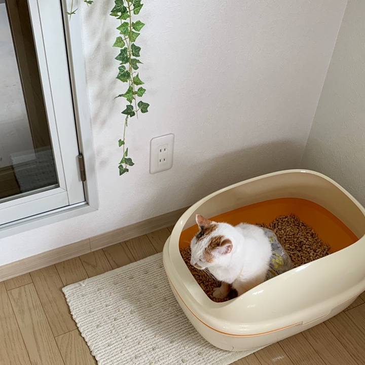 4226169a 76bf 4150 b544 f1ba99a93ded 1558436011226