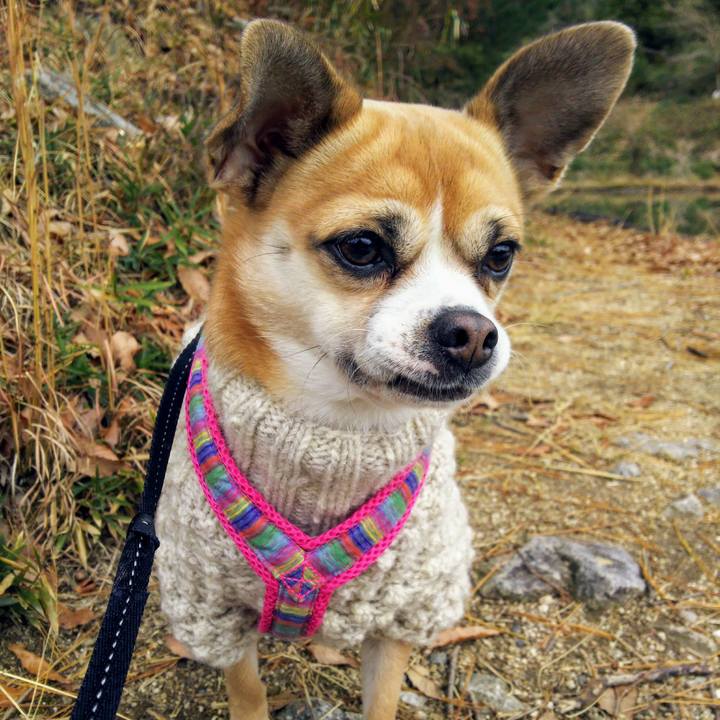 4227a39c 2c7e 4290 83bc 43d53f238a44 1544935845199