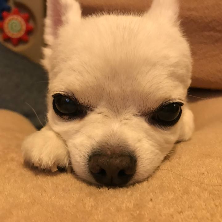 4227b5ca e26c 4843 81a5 6e6102e2c1ae 1528291096218