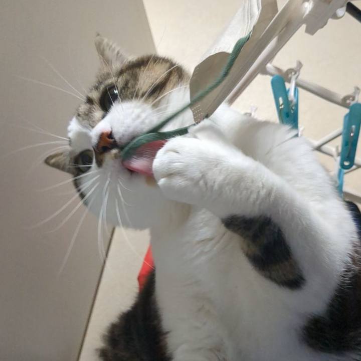 4227f4cb da89 442a 9b43 342facec597b 1735476994374