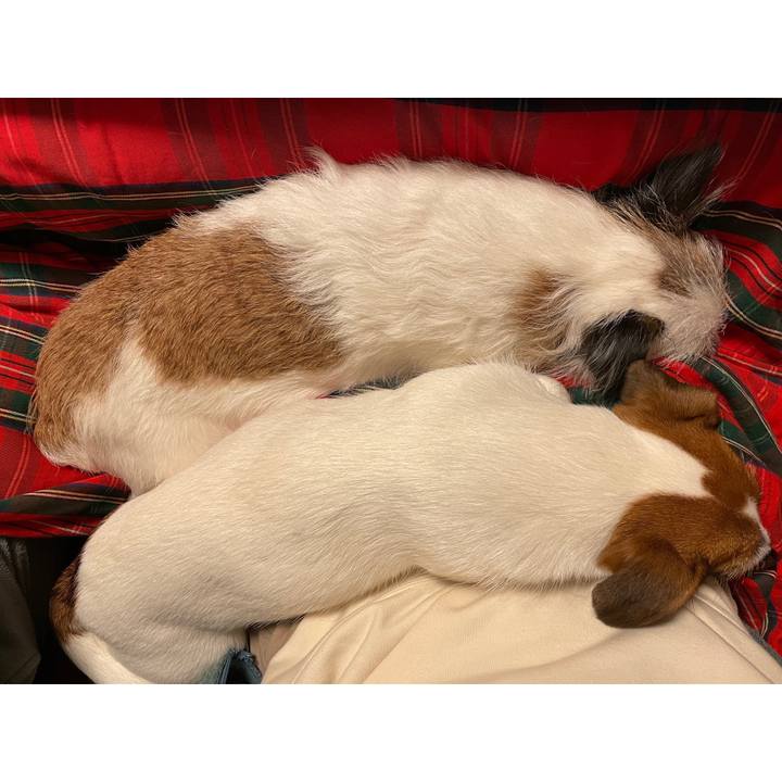 4229ed17 09db 4f1d 8edd 2b1a9cd68c20 1640701804730