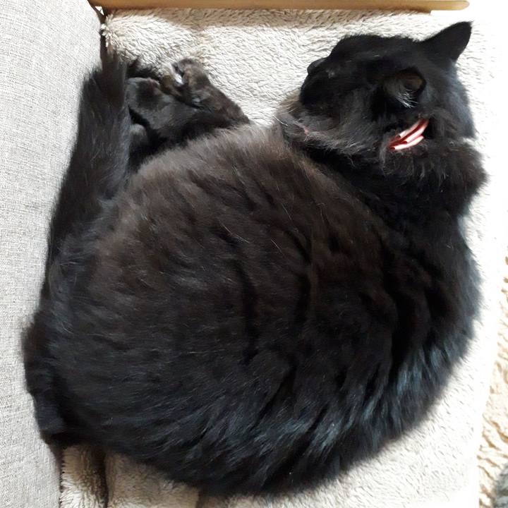 422adcf9 1382 45ef bddb b63131c031b1 1545913499060