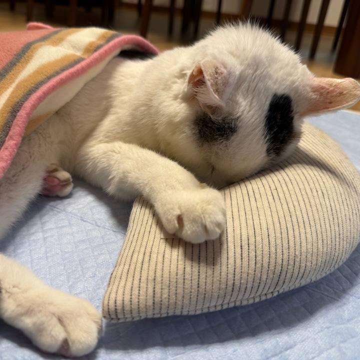 422cc498 fa48 441b 9b84 0b0f1fc40caa 1763025019951