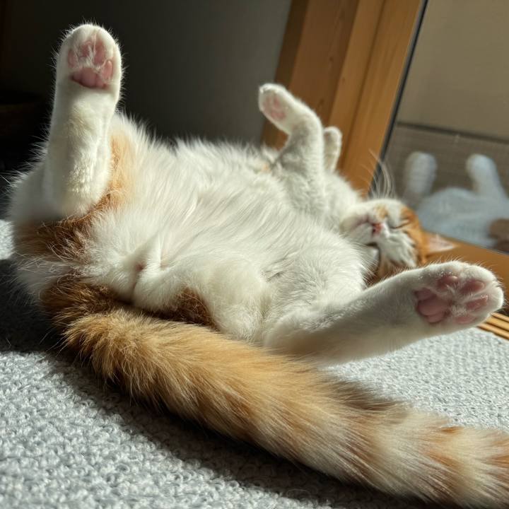 422d9f81 a3c4 440b b6c0 a93ddedc492d 1774069884487