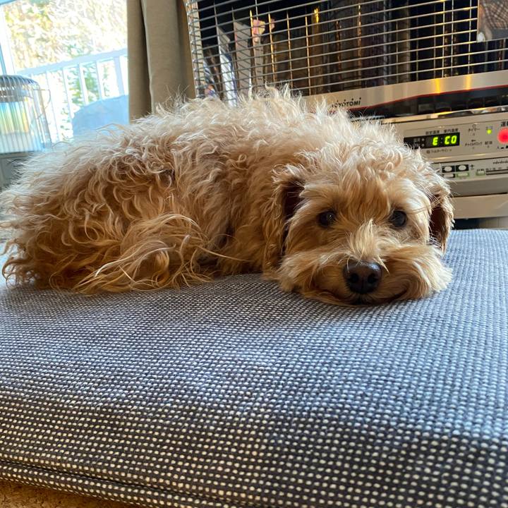 4230f8e1 cb98 44e3 902f f8269bfb5392 1640128231104