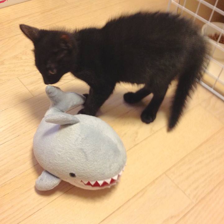 4230f92e e51c 4385 8611 2169b8e9cd19 1553255710354