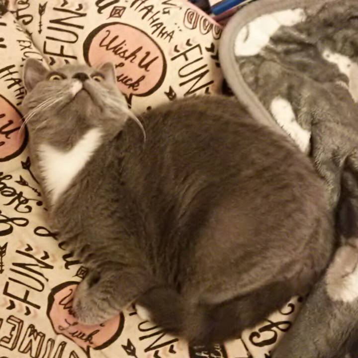 4231df4c b588 4c56 8b84 98ed00b1a7b4 1540078100376