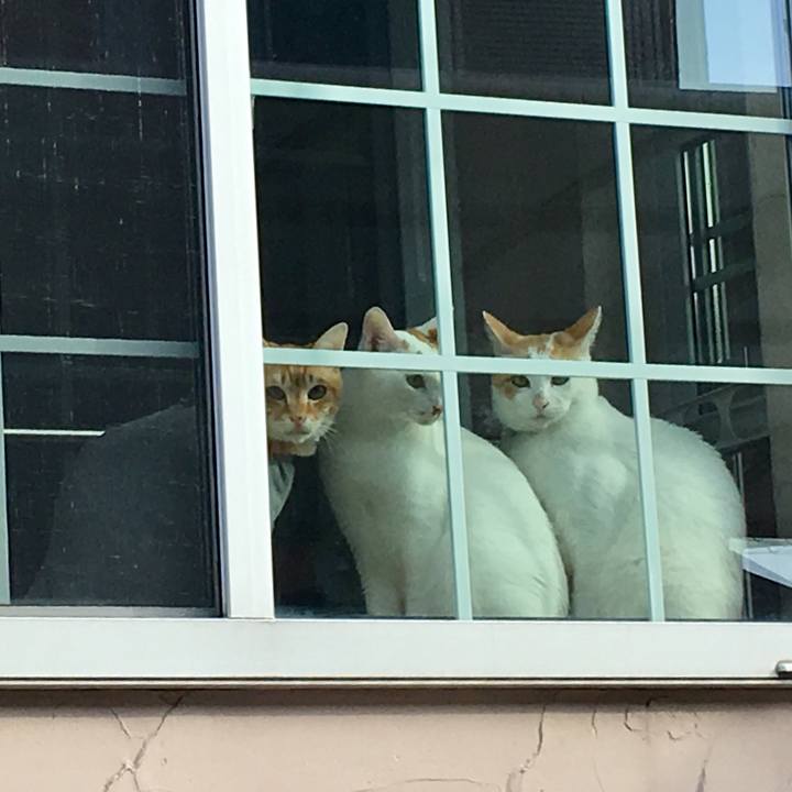 4233428b c429 42d2 96d4 e14d65200507 1522728394334