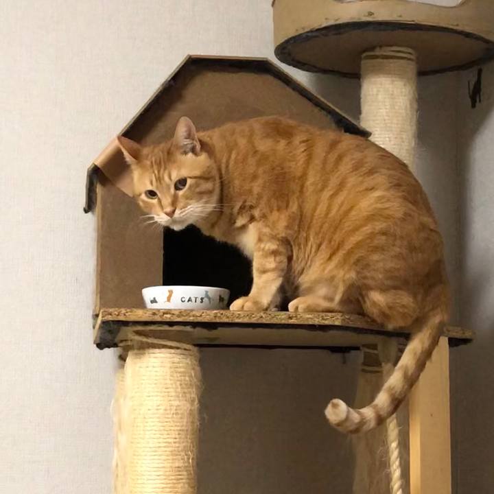 4233d1e9 c180 457a a962 60269589ea12 1584017293358