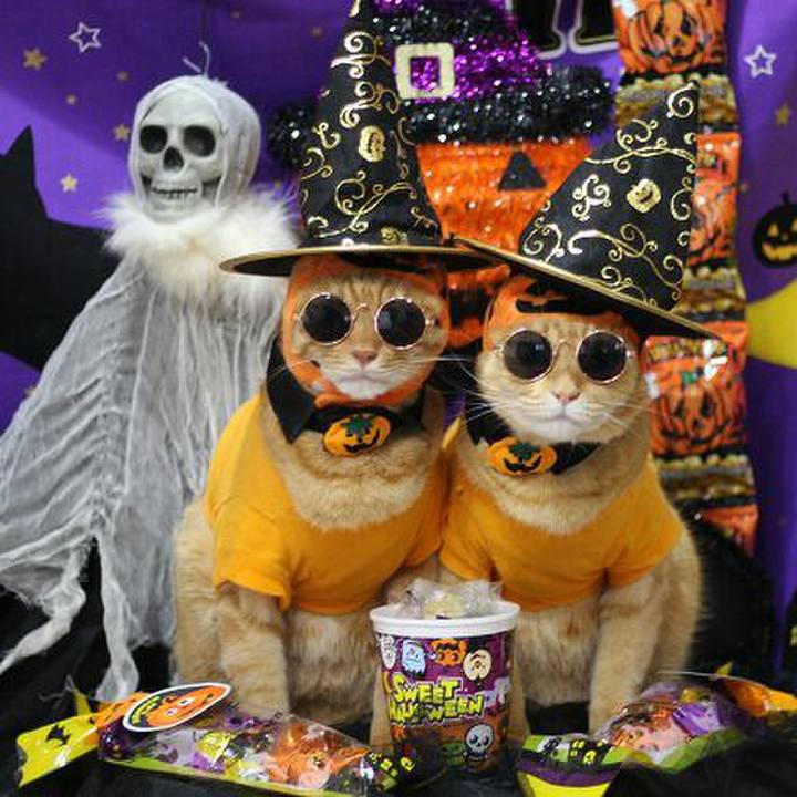 423703f9 68da 4988 90f0 e7d8f4fe51ef 1540916315638