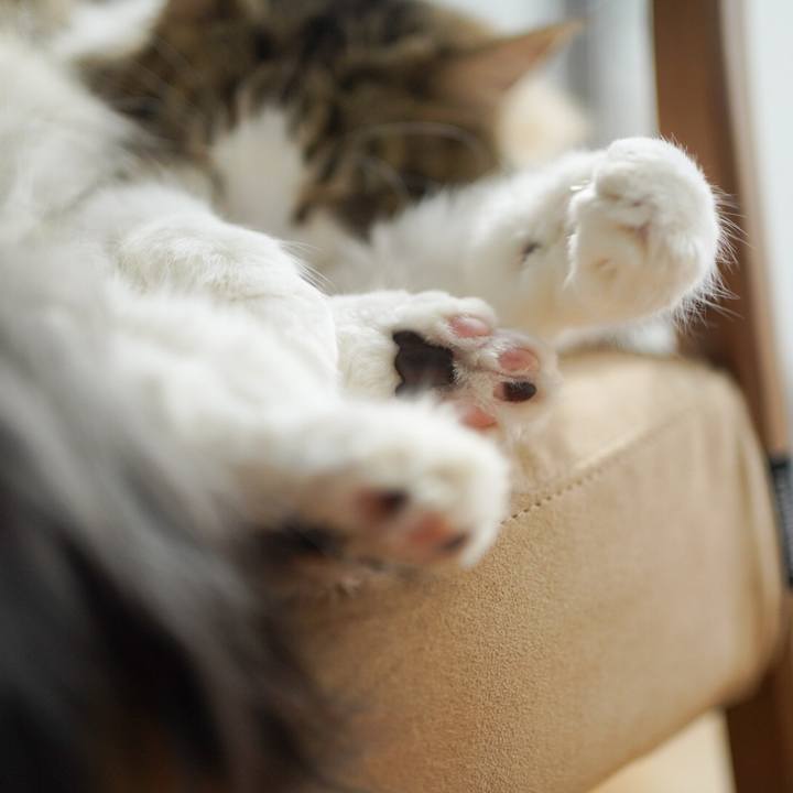 42376473 1541 47ea baad 1a154fd5394e 1586064735099