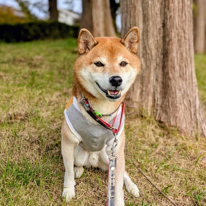 4237b2f1 2d6d 4ca7 a794 fff8d5bab87e 1762065799576