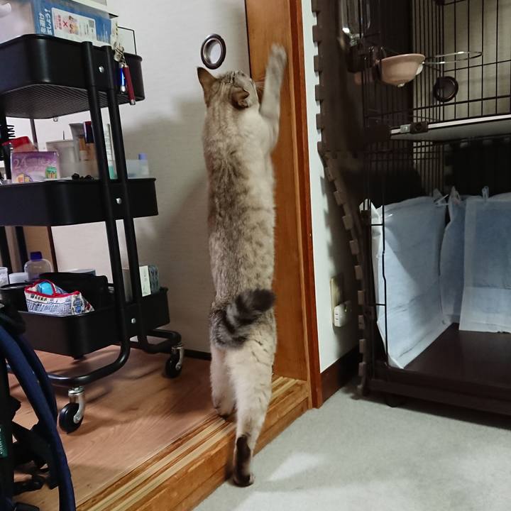 4237ecec 69af 4d0f a4ca cc1df6c8e4bd 1595754862413