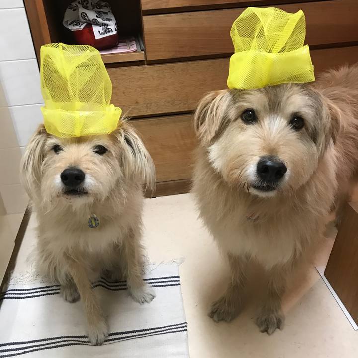 4238aa0d 8e16 4530 9c47 f0beaf082845 1547983920373