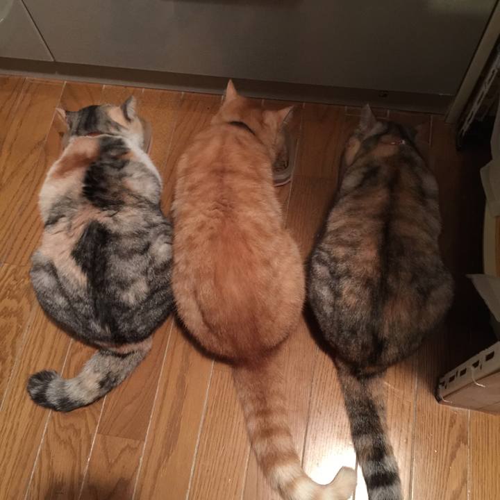 423a6756 ca5c 4471 b1b9 2d7b35d1861b 1549548588478