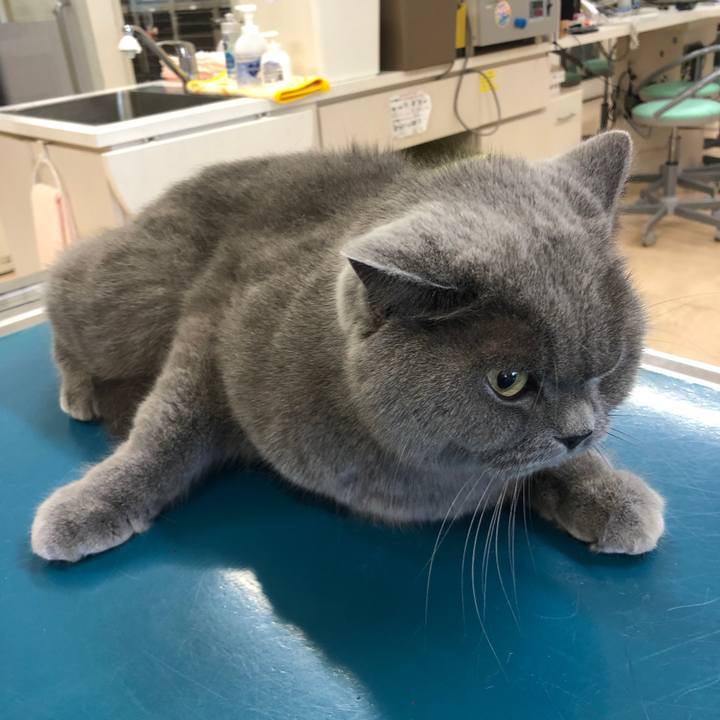 423ab76b 1588 4b34 9f81 ca3e8c6502a0 1575595379882