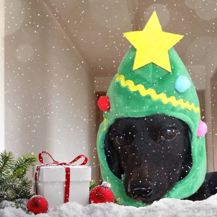 423beaa3 fee8 484c 8d91 67d827a9aa7e 1545542137421