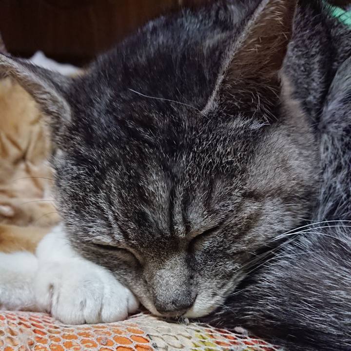 423c1cd8 2eaf 47b6 aa1f 1a6d3869cc83 1587041096602