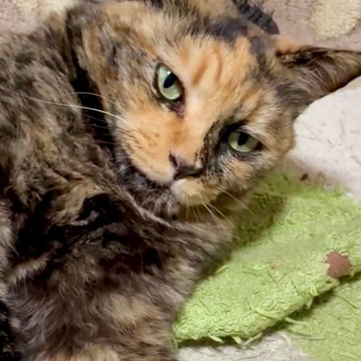 423c71dd 5fe3 42ab 987c d75106e37ea2 1760523673912