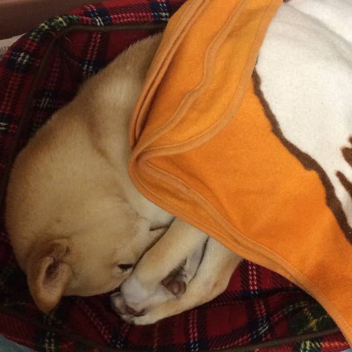 423c8a5a 23ef 46a8 aafa f2160d5540ff 1510060665131