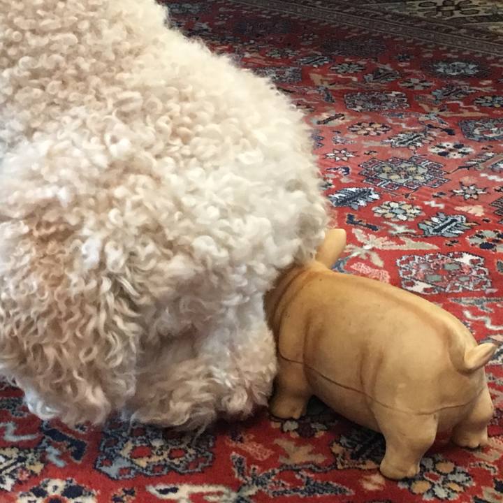 423c9b85 7c2a 43de a7a0 f5d24948f2df 1546266569667