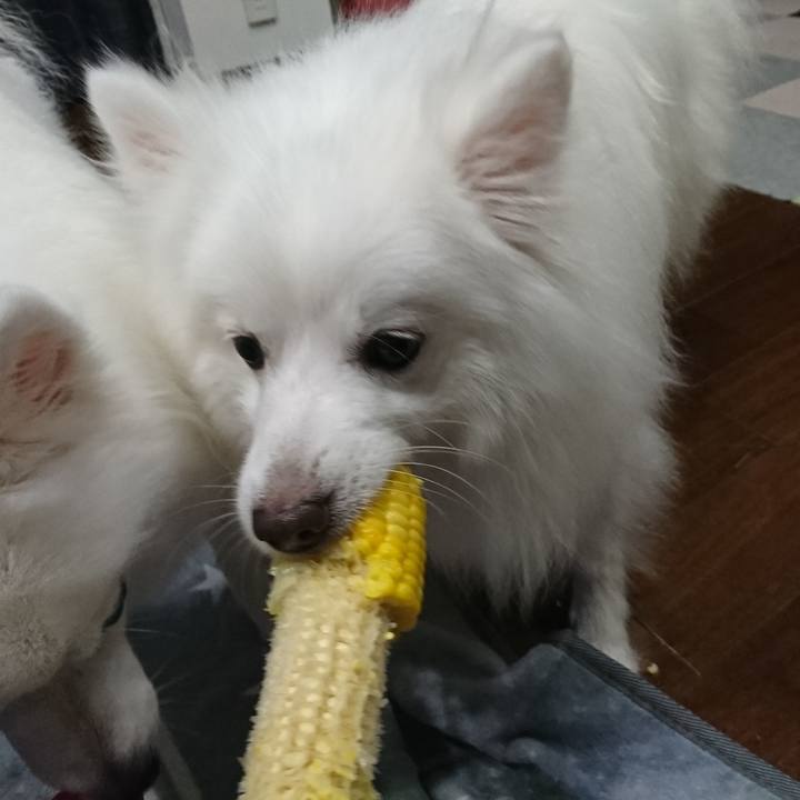 423e3400 b551 4e47 8196 f7462b277150 1597490421390