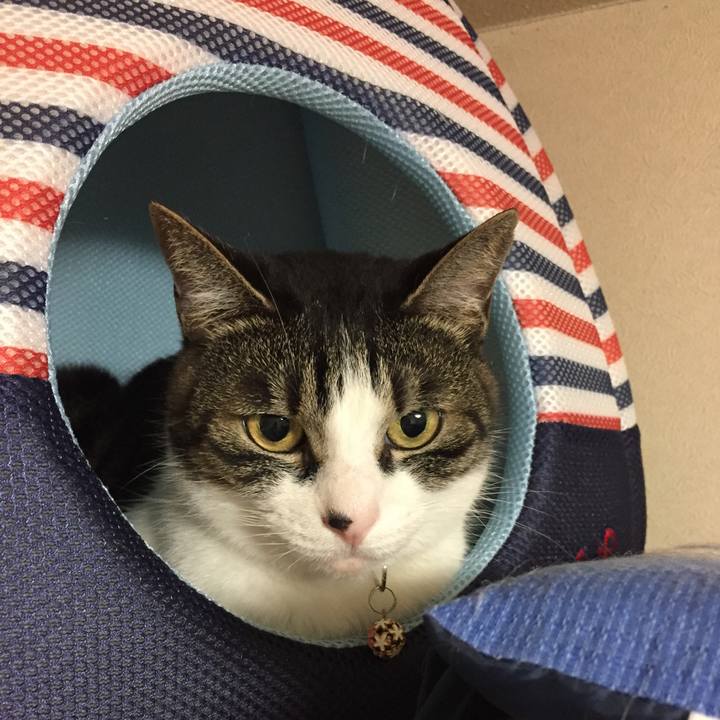 423f4ab2 d470 44c8 a9da bffe28d5e7ae 1527425355175