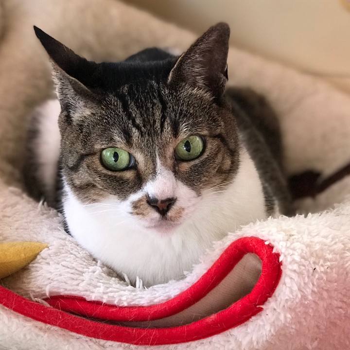 4240aaf8 3b0b 416f a89b b4b26bd2e1b8 1529285914111